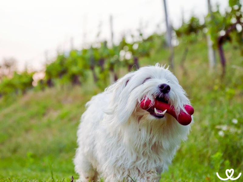 Plemeno-coton-de-tulear (13)